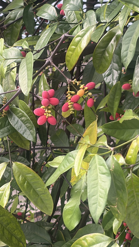 Gnetum gnemon observed 2026-05-23