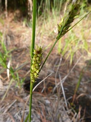 Carex striata