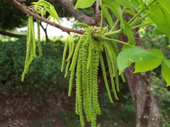 Juglans mollis