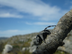 Caerostris corticosa