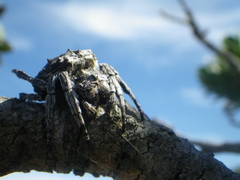 Caerostris corticosa