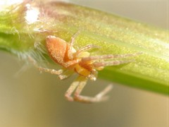 Philodromus rufus