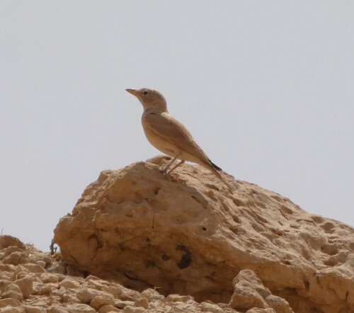Desert Lark