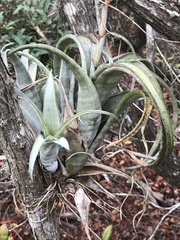 Tillandsia flexuosa