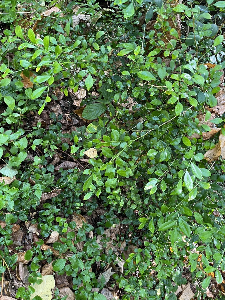 Orange Jasmine