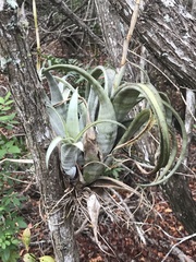 Tillandsia flexuosa