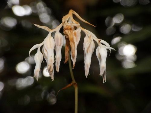 Burmannia longifolia observed 2026-05-23
