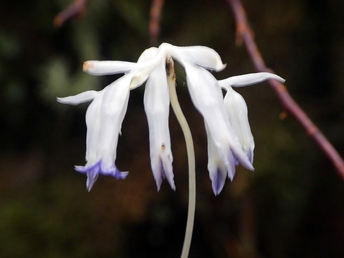 Burmannia longifolia observed 2026-05-23
