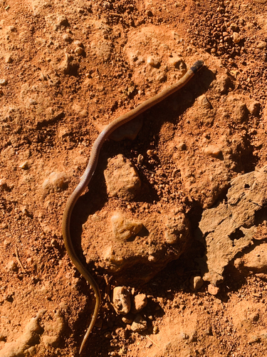 Cape Centipede-Eater
