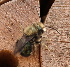 Osmia lignaria lignaria
