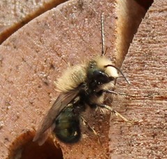 Osmia lignaria lignaria