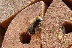 Osmia lignaria lignaria