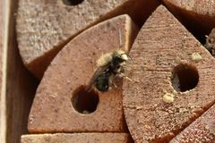 Osmia lignaria lignaria