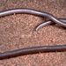 Southwestern Blind Snake - Photo anonymous, no known copyright restrictions (public domain)
