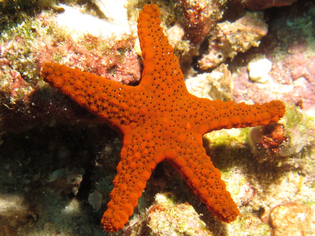 Fromia armata