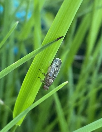 Suillia variegata