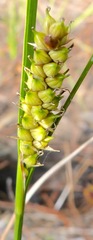 Carex striata