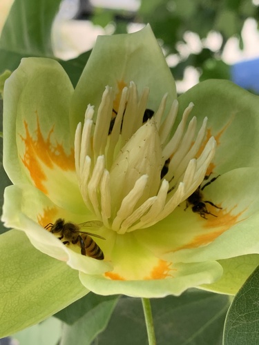 American tuliptree
