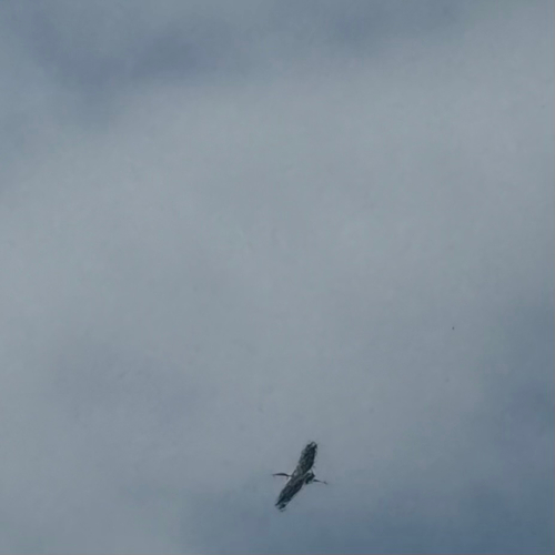 iNaturalist image