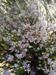 Phylica lachneaeoides