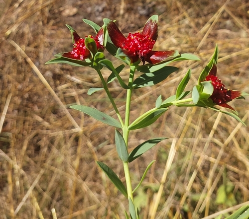 Pimelea sanguinea
