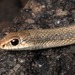 Salvadora hexalepis mojavensis - Photo (c) 2014 Todd Battey, μερικά δικαιώματα διατηρούνται (CC BY-NC-SA)
