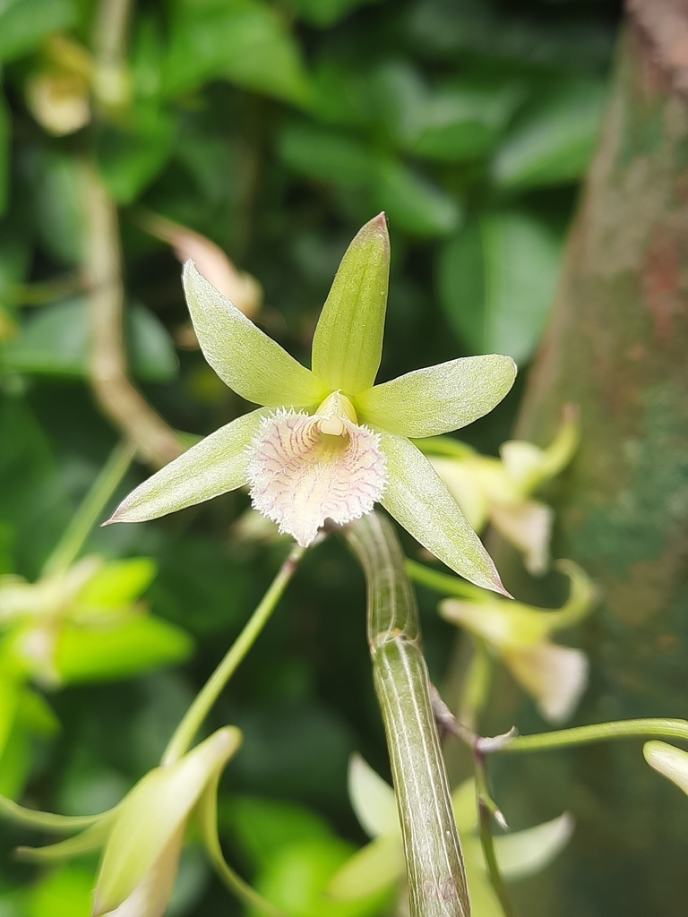 Dendrobium macrostachyum Lindl.