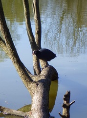 Fulica atra