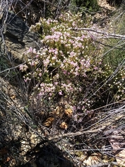 Phylica lachneaeoides