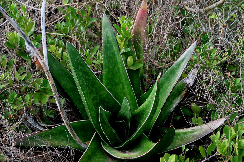 Gasteria acinacifolia, Robberg South Cape DC, South Africa