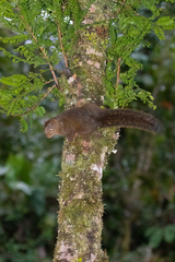 Sciurus ignitus