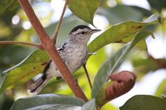 Herpsilochmus atricapillus