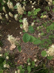 Fothergilla