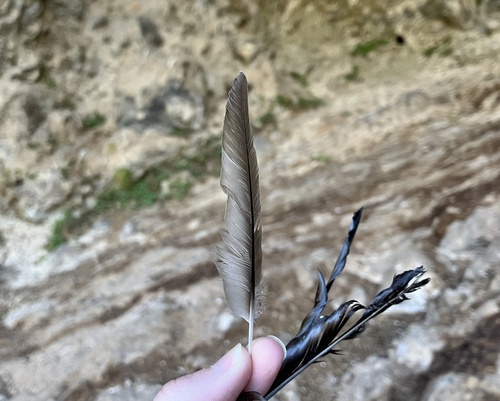 Plume de Hirondelle de rochers