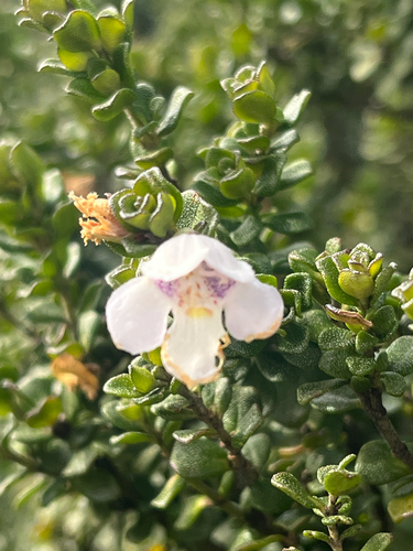 Prostanthera cuneata observed 2026-05-23