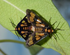 Eressa geographica