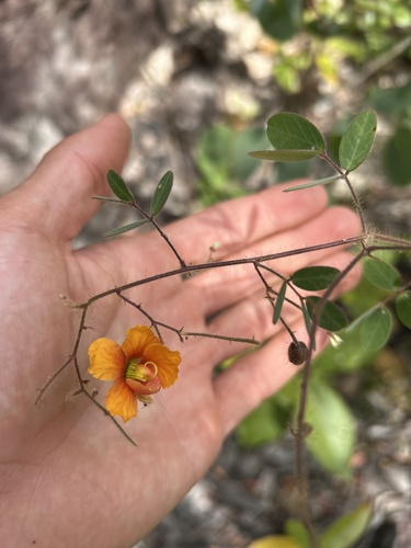 Chamaecrista fagonioides, 2026-05-22