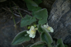 Asarina procumbens