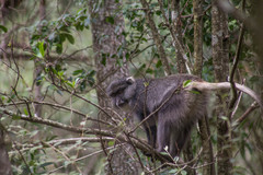 Cercopithecus mitis labiatus