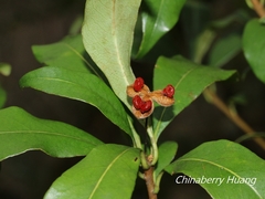 Pittosporum illicioides