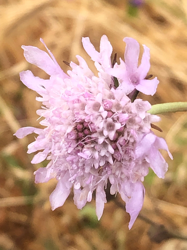 Sweet scabious