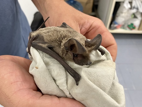 European Free-tailed Bat, Κρήτη, Ηράκλειο, Κρήτη, GR, photo 6 of 10