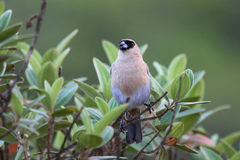 Schistochlamys ruficapillus