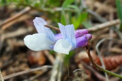 False Cracca Vetch (Vicia pseudocracca)