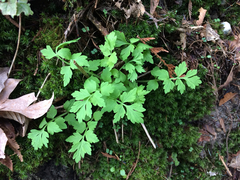 Papaver cambricum