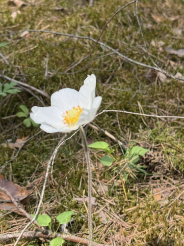 Snowdrop Anemone