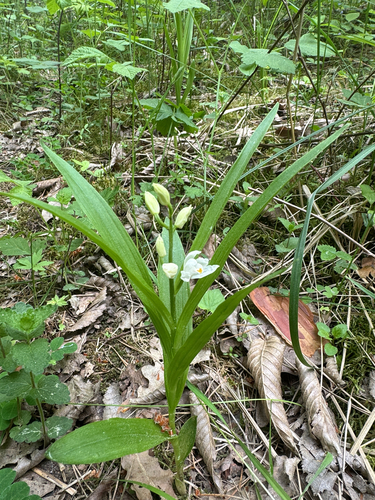 Narrow-leaved Helleborine