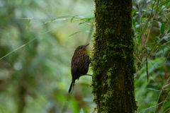 Premnoplex brunnescens