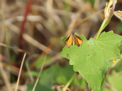 Ancyloxypha nitedula