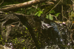 Motacilla clara